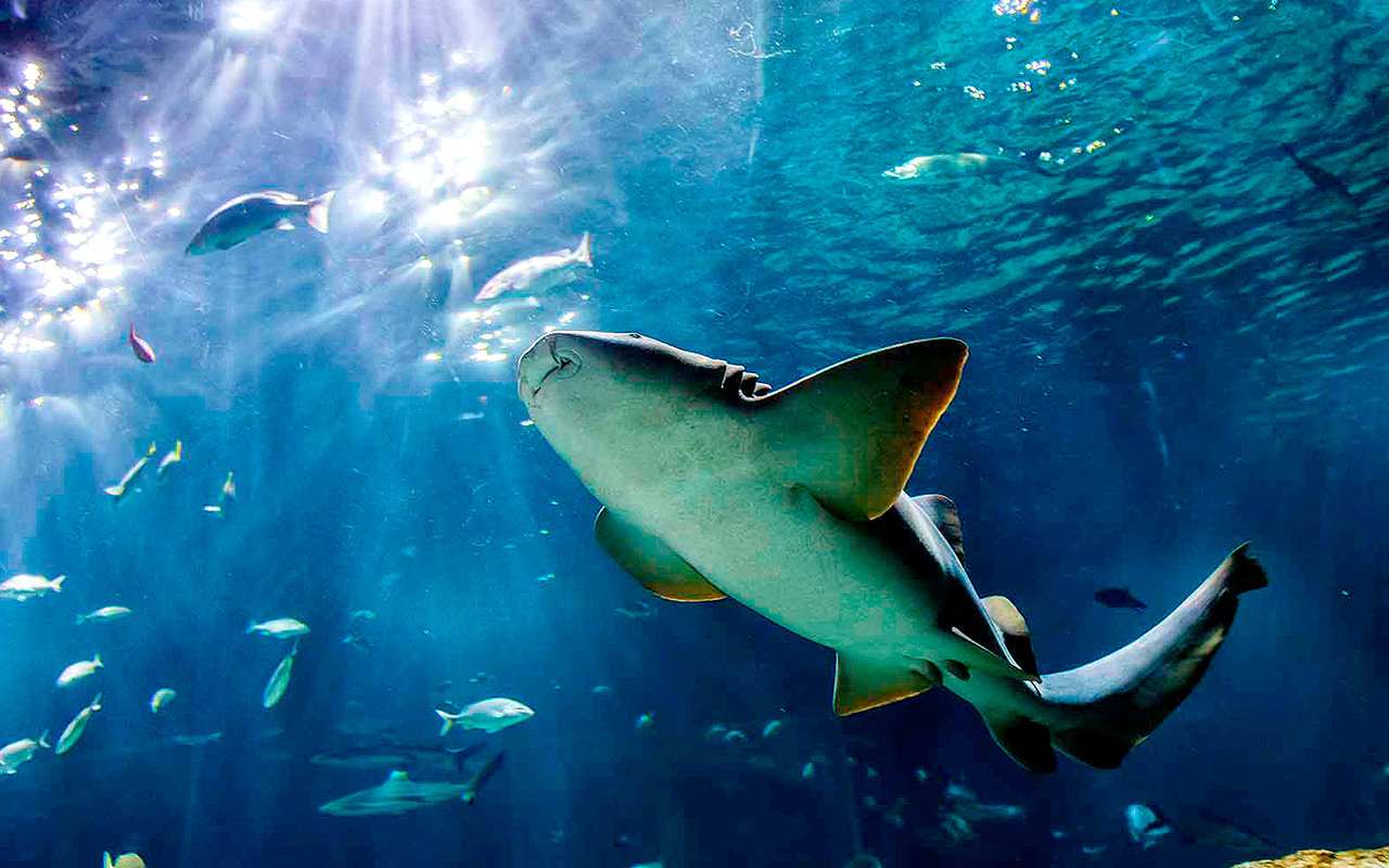 Acuario Michin Puebla - escena 2