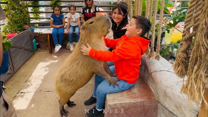 Acuario Michin Puebla - escena 3