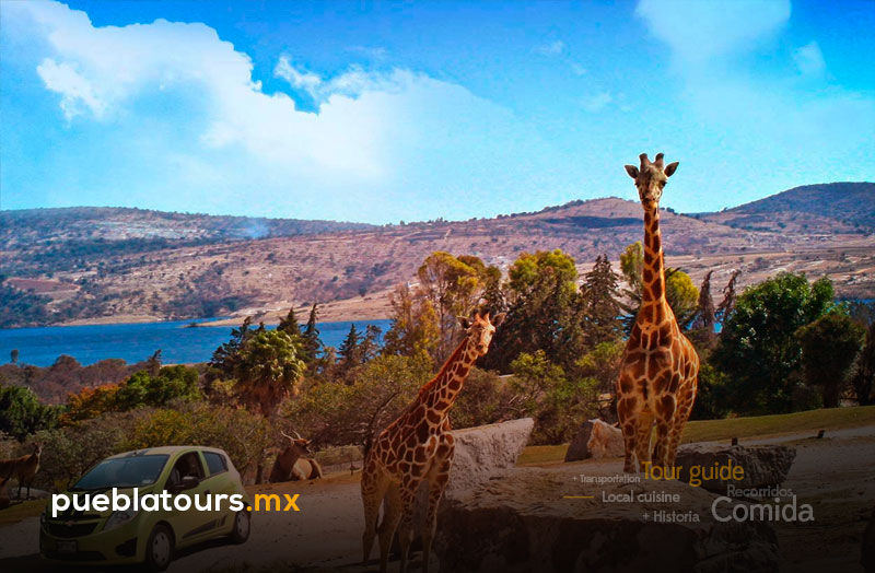 Safari Africam con fauna en libertad