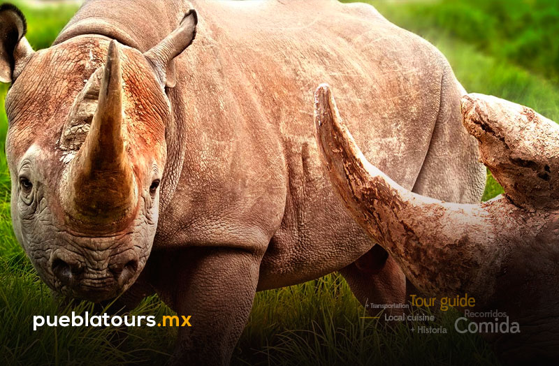 Rinoceronte en Africam Safari