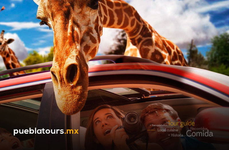 Jirafa cerca de auto