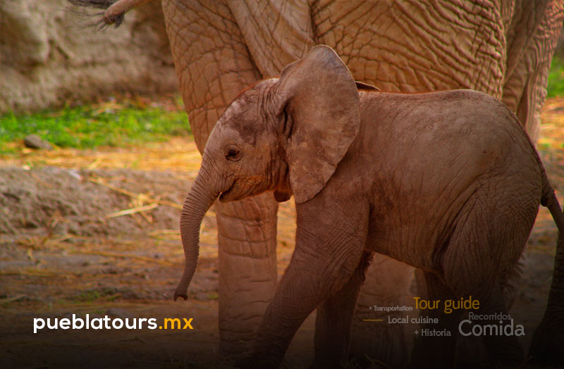 Elefante joven en Africam Safari Puebla
