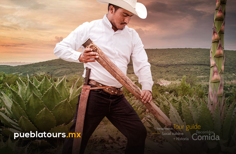 Jimador cortando maguey en campo agavero de Puebla